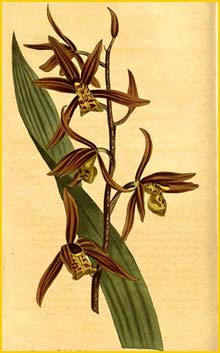   /  ( Cymbidium sinense / fragrans ) Curtis's Botanical Magazine, 1806