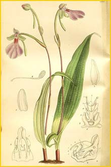  /   ( Orchis / Cynorkis purpurascens ) Curtis's Botanical Magazine, 1897