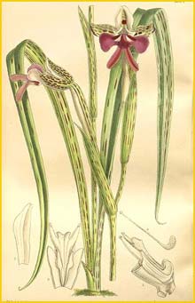   ( Gymnadenia / Cynorkis uniflora ) Curtis's Botanical Magazine, 1897