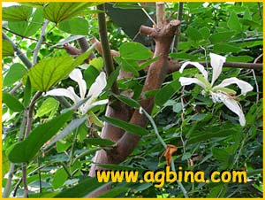   ( Bauhinia corniculata )