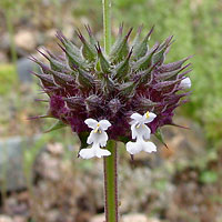 Шалфей голубиный ( Salvia columbariae )