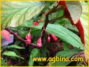   ( Begonia corallina )