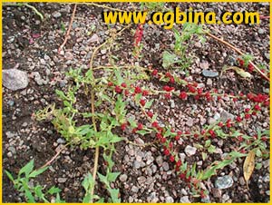   ( Chenopodium capitatum )