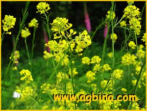  /   ( Brassica nigra )