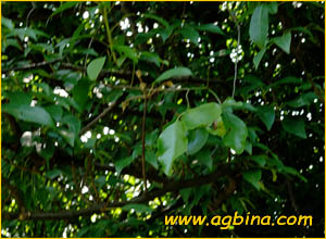   ( Sloanea sinensis ), 