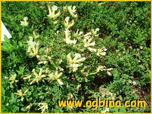   ( Caragana pygmaea / splendens / Robinia pygmaea )