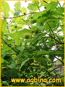   ( Cephalanthus occidentalis )