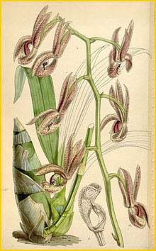   ( Mormodes buccinator ) Curtis's Botanical Magazine 1849