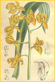   ( Mormodes buccinator ) Curtis's Botanical Magazine 1905
