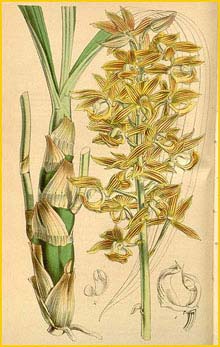   ( Mormodes cartonii ) Curtis's Botanical Magazine 1846