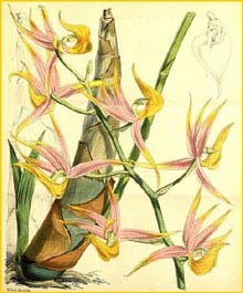   ( Mormodes colossus ) Curtis's Botanical Magazine 1870