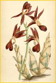   ( Mormodes hookeri ) Curtis's Botanical Magazine 1851