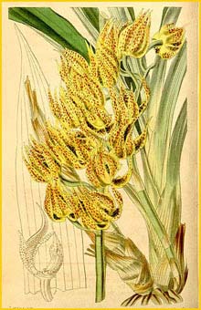   .  ( Mormodes maculata var. maculata ) Curtis's Botanical Magazine 1842