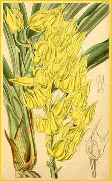   .  ( Mormodes maculata var. unicolor ) Curtis's Botanical Magazine 1841