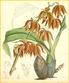   ( Mormodes ocanae ) Curtis's Botanical Magazine 1880