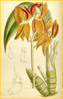   ( Mormodes rolfeana ) Curtis's Botanical Magazine 1895