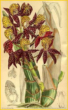   ( Mormodes tigrinum ) Curtis's Botanical Magazine
