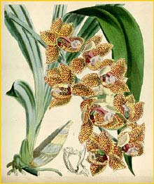   ( Mormodes uncia ) Curtis's Botanical Magazine 1869