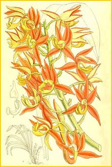   ( Mormodes warszewiczii ) Curtis's Botanical Magazine 1911