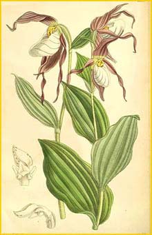   ( ypripedium montanum ) Curtis's Botanical Magazine