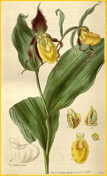   ( ypripedium parviflorum ) Curtis's Botanical Magazine (1830)