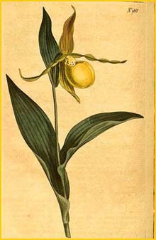   ( ypripedium pubescens ) Curtis's Botanical Magazine (1806)