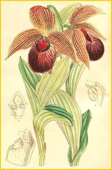   ( Cypripedium tibeticum ) Curtis's Botanical Magazine 