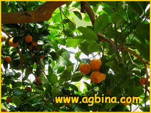  ( Citrus aurantifolia )