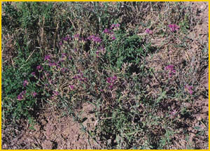   .  ( Centaurea aggregata ssp. aggregata ) Flore de lIran