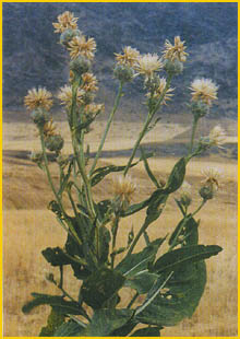   .  ( Centaurea amadanensis var. amadanensis ) Flore de lIran