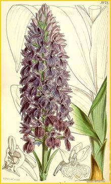   ( Dactylorhiza foliosa ) Curtis's Botanical Magazine (1858)
