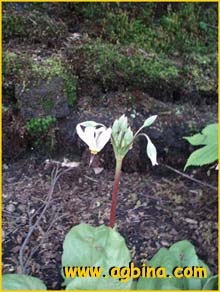   .   ( Dodecatheon pulchellum ssp. pulchellum )