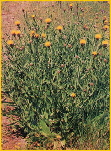   /  ( Centaurea glastifolia ) Flore de lIran