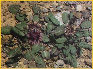   ( Centaurea isphahanica ) Flore de lIran