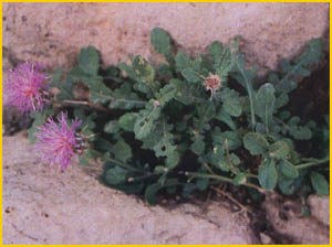   ( Centaurea luristanica ) Flore de lIran