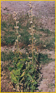  ( Centaurea nemecii ) Flore de lIran