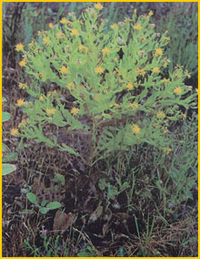   .  ( Centaurea polypodiifolia var. polypodiifolia ) Flore de lIran