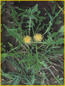   ( Centaurea rhizantha ) Flore de lIran