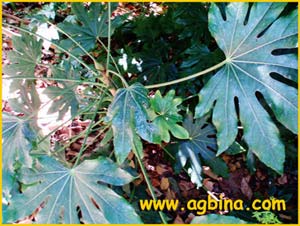   ( Corynocarpus laevigatus )