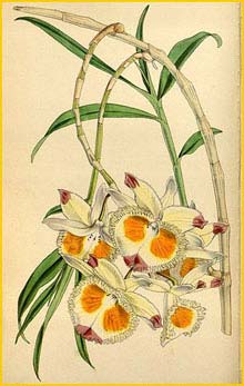   ( Dendrobium devonianum ) Curtis's Botanical Magazine