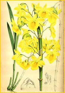  ( Dendrobium dixanthum ) Curtis's Botanical Magazine (1866)
