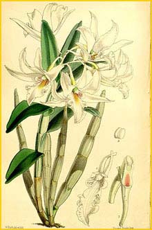   ( Dendrobium draconis ) Curtis's Botanical Magazine (1864)