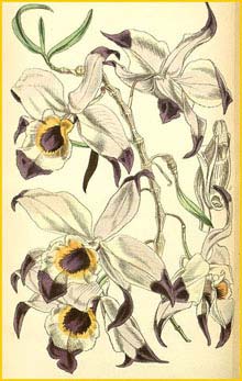  ( Dendrobium falconeri ) Curtis's Botanical Magazine (1856)