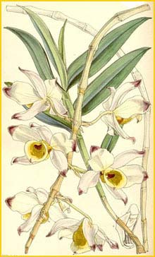  ( Dendrobium falconeri ) Curtis's Botanical Magazine