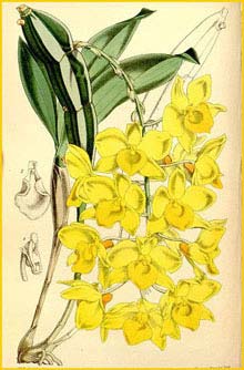   ( Dendrobium farmeri ) Curtis's Botanical Magazine (1864)