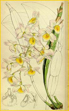   ( Dendrobium farmeri ) Curtis's Botanical Magazine (1852)