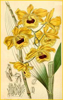   ( Dendrobium fimbriatum ) Curtis's Botanical Magazine (1845)