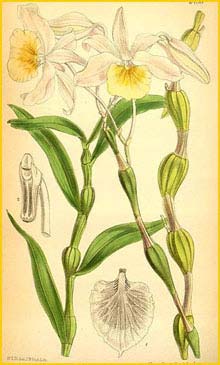   ( Dendrobium findleyanum ) Curtis's Botanical Magazine
