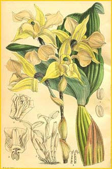   .  ( Dendrobium forbesii var. forbesii ) Curtis's Botanical Magazine (1907)