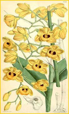   ( Dendrobium gibsonii ) Curtis's Botanical Magazine (1876)
